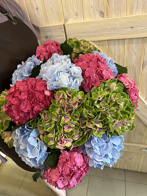 Гортензия микс