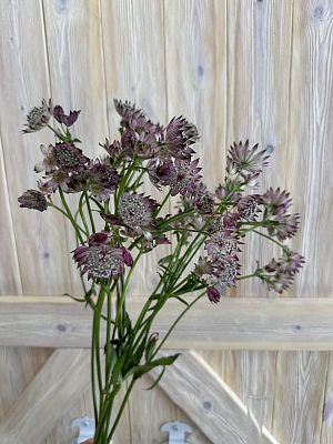 Астранция микс