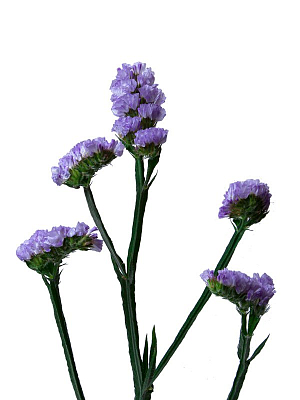 Статица Кристал Скай Блю